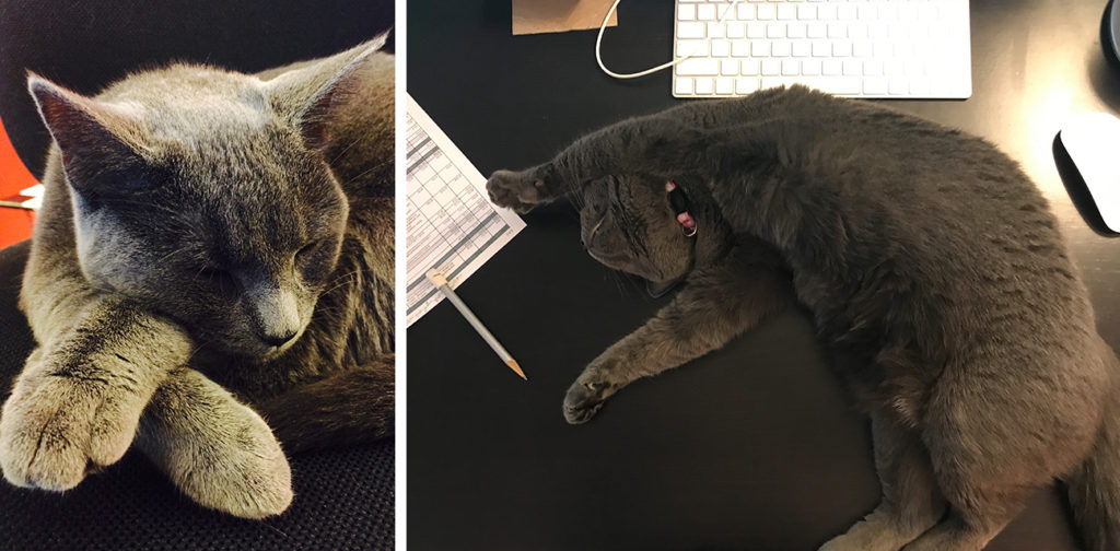 Ramona grey cat laying on desk