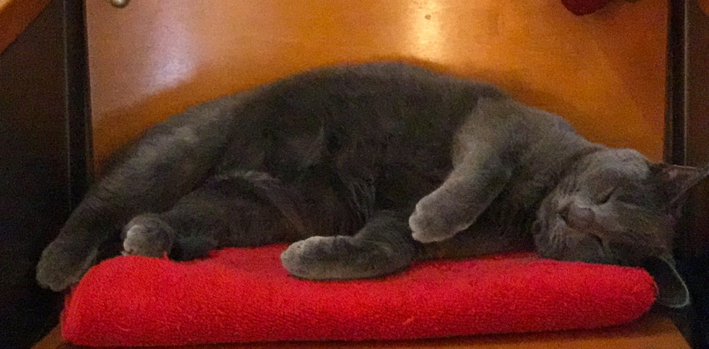 Ramona Grey Cat Laying