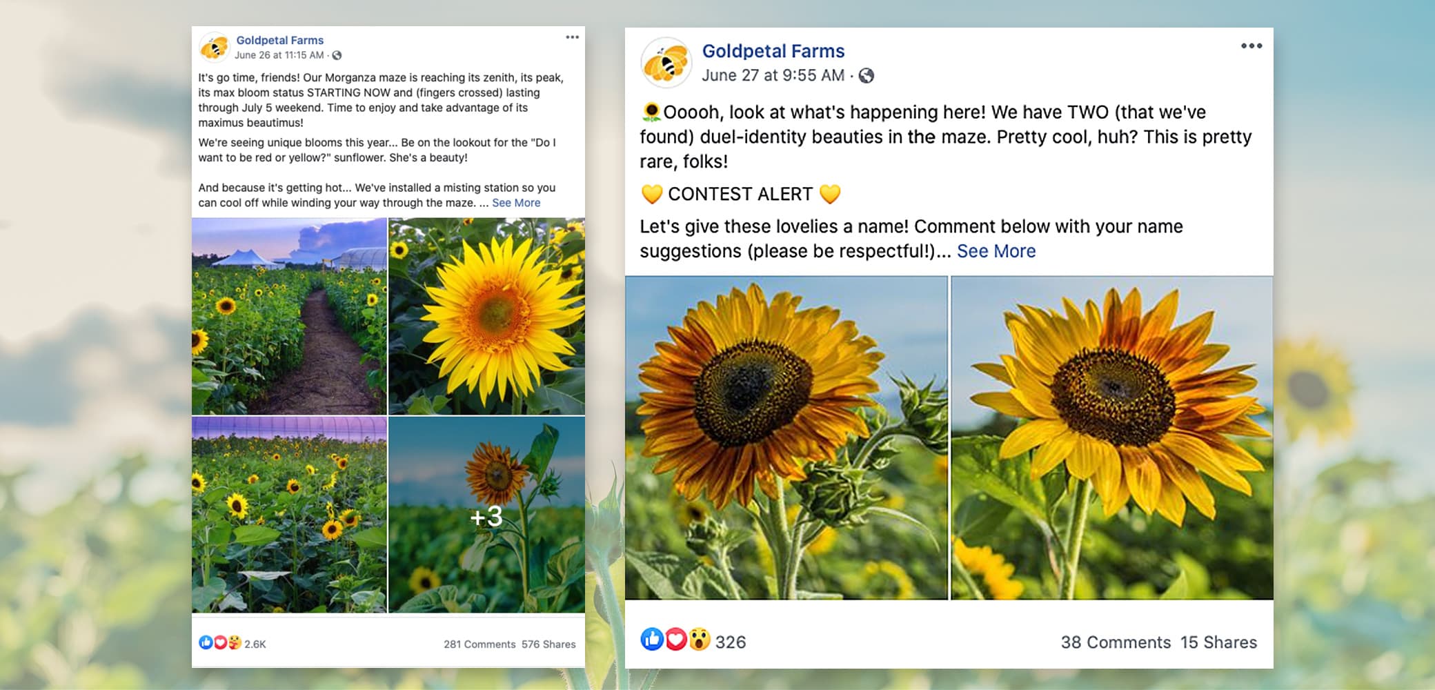 Goldpetal Farms Social Media Management by Red Chalk Studios